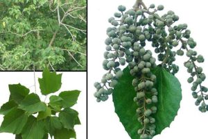 Alim Fruit