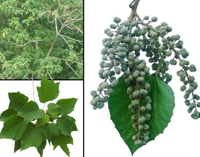 alim fruit