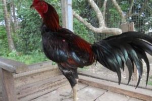 Ayam Champion Betong