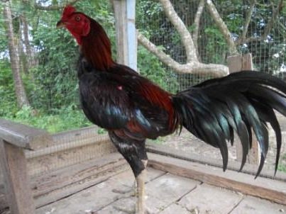 ayam champion betong