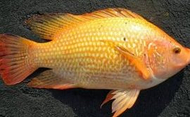 CITRALADA