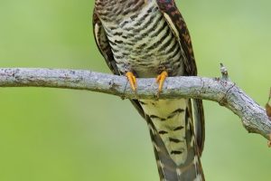 CUCKOO @ Lotus’s Kampar