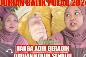 Durian Abang Adik Balik Pulau