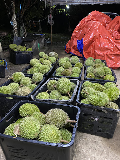 Durian Kunyit King