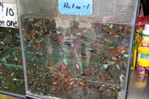 Kedai IKAN Murah