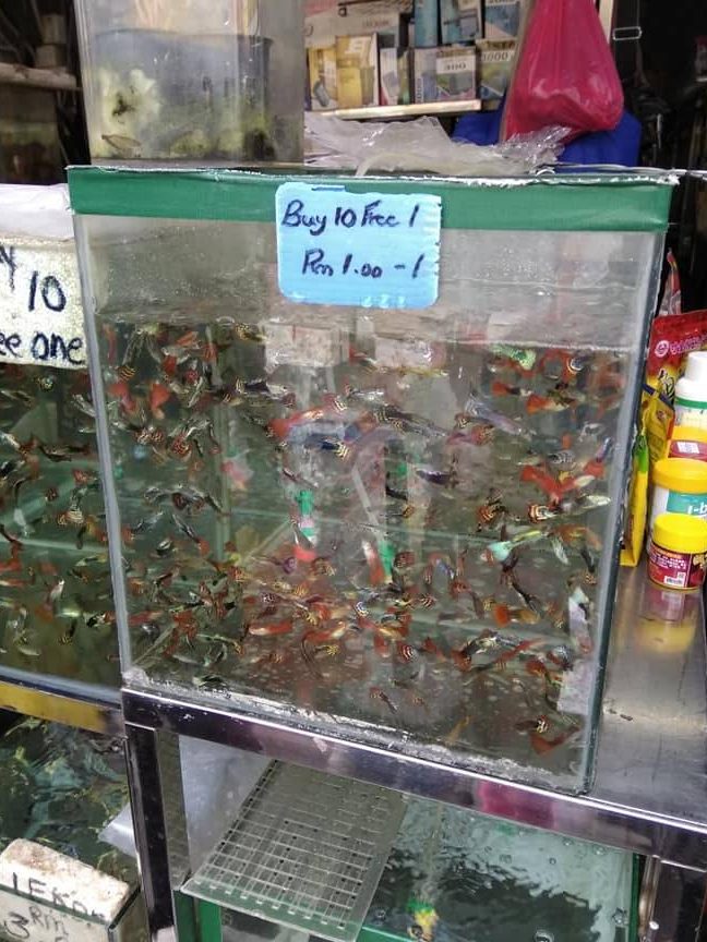 Kedai IKAN Murah 1 kedai ikan murah