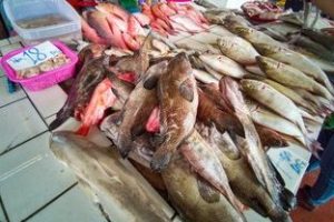 Kudat Fresh Fish Market
