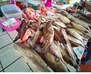 Kudat Fresh Fish Market 1 kudat fresh fish market