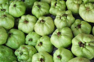 Medan Gerai Jambu Bidor