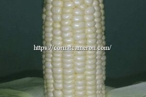 Sweet Corn Specialist At Cameron Highlands