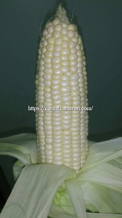 Sweet Corn Specialist At Cameron Highlands 1 sweet corn specialist at cameron highlands